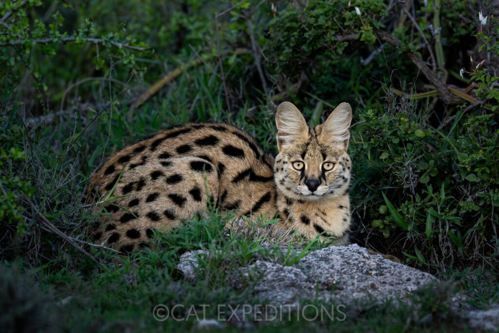 Serval male during our Serval and Caracal Photo Tour 2023