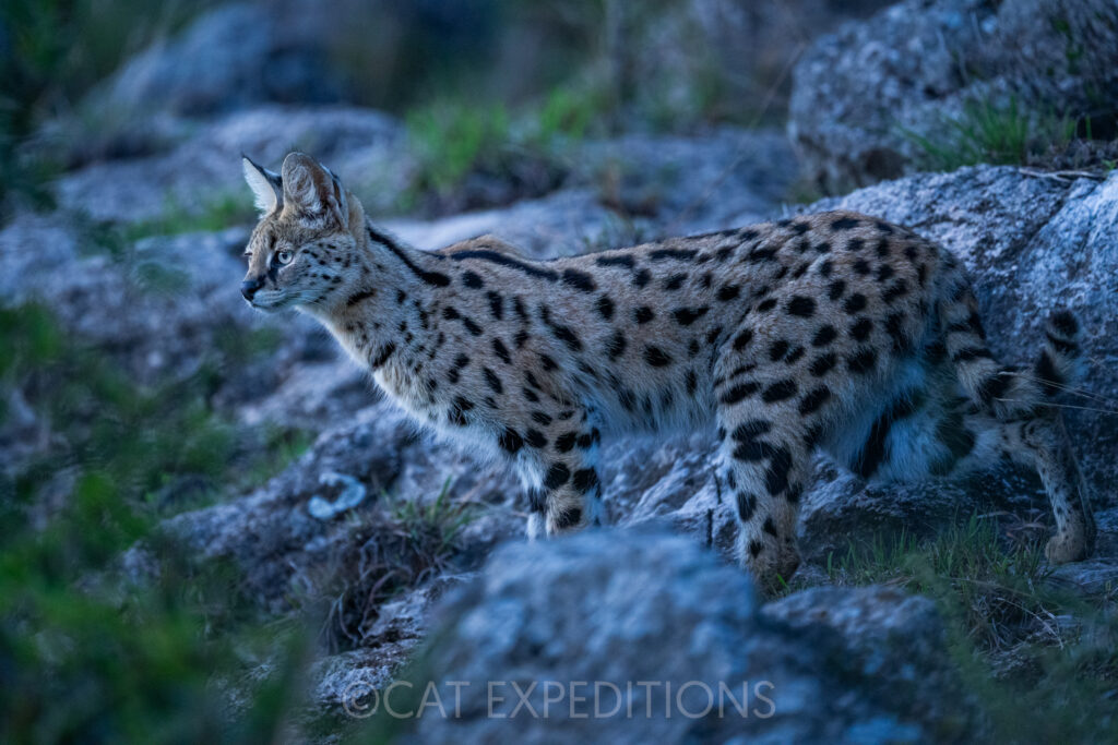 Serval male hunting in rocky habitat during our serval and caracal photo tour 2023