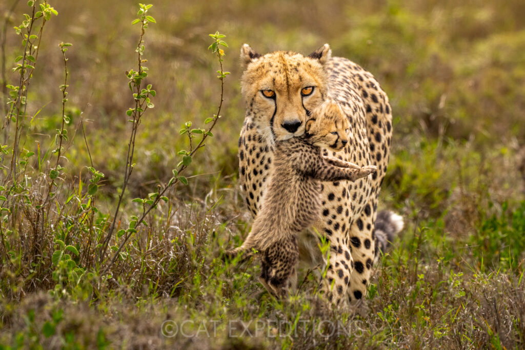Cheetah mother carrying kitten in the Serengeti, Tanzania during our Serval and caracal photo tour 2023