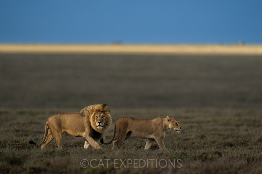 A male and female lion walk through the savanna during our Serval and Caracal Photo Tour 2023