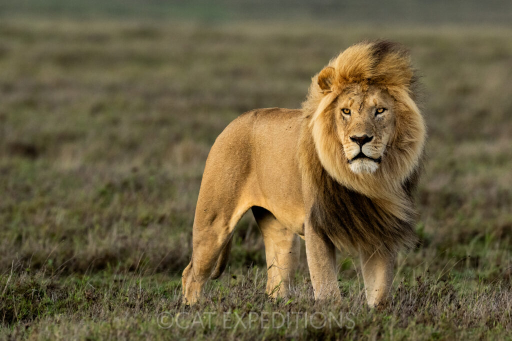 Male lion pausing between matings during our serval and caracal photo tour 2023