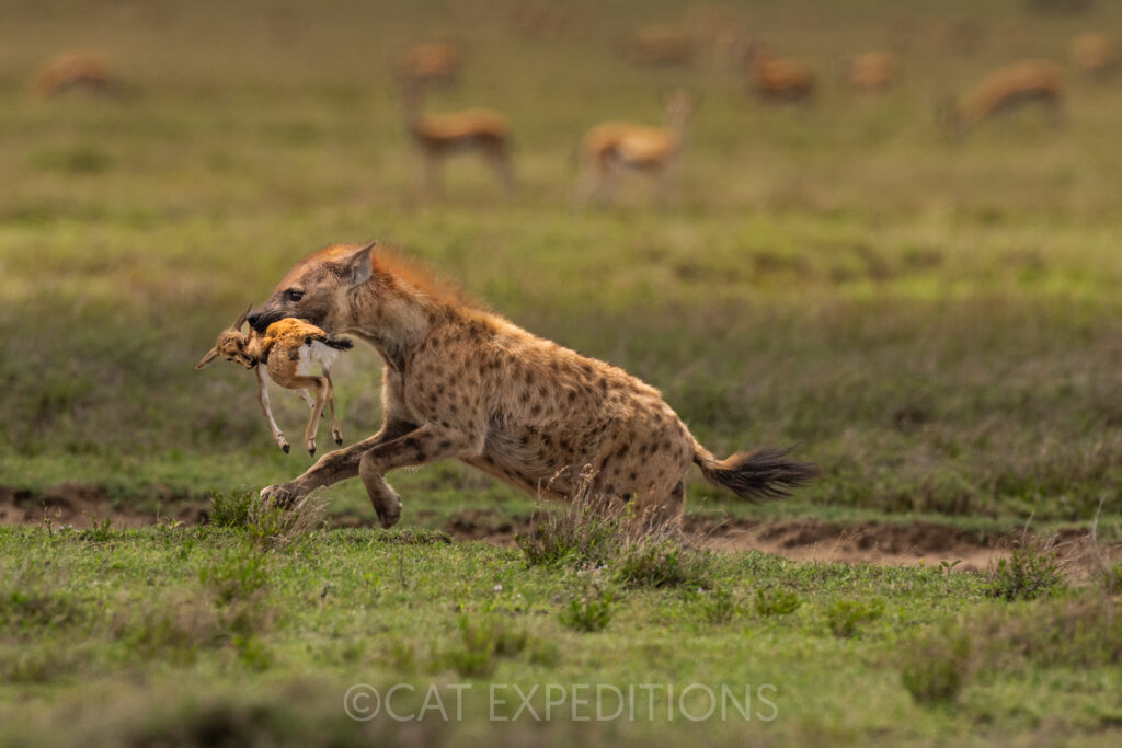 Spotted Hyena carrying Thomson's Gazelle calf prey in the eastern Serengeti.