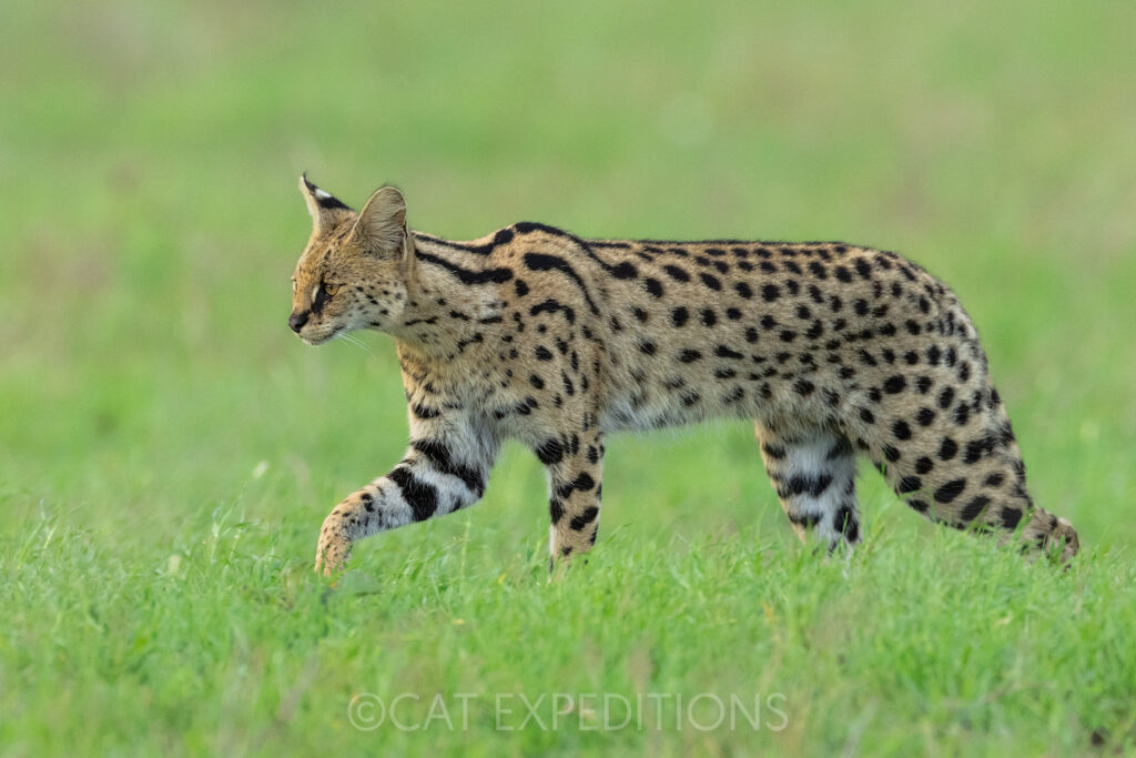 Serval walking in Serengeti during our Serval and Caracal Photo Tour 2023