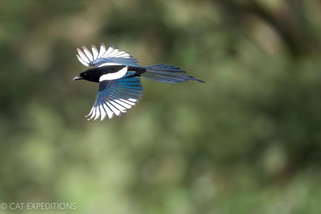 Eurasian magpie in flight during our Iberian lynx photo tour in 2024