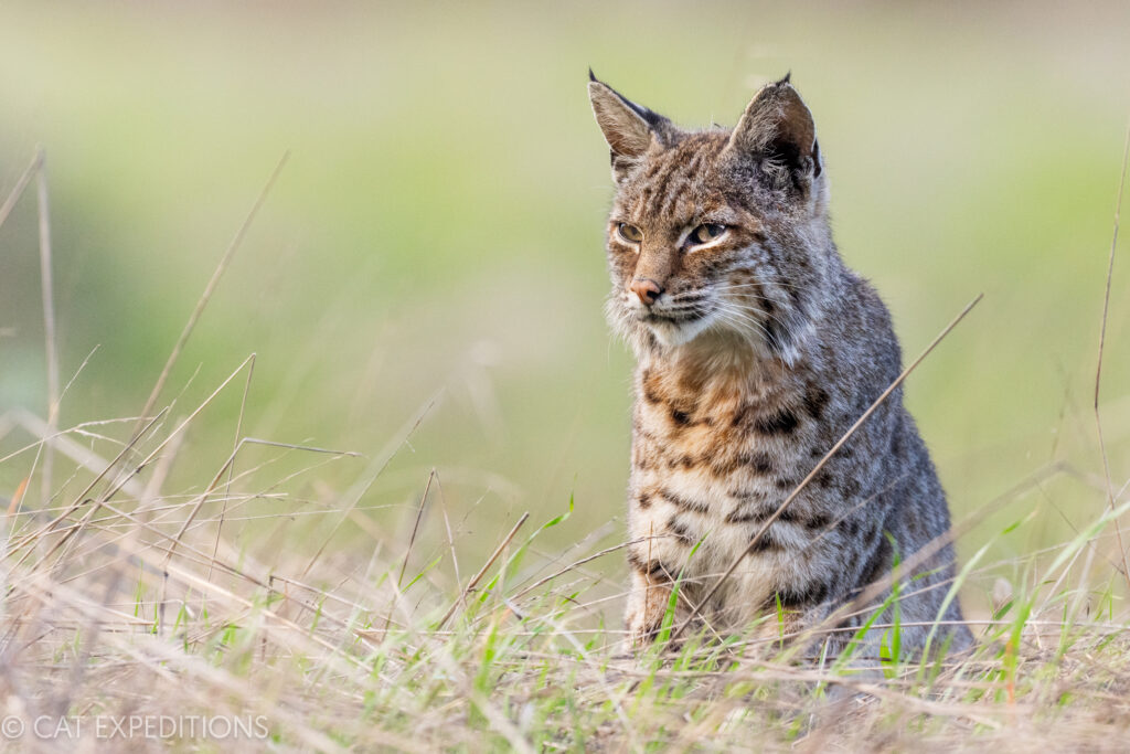 Bobcat (Lynx rufus) female during our bobcats of California Photo Tour in 2023