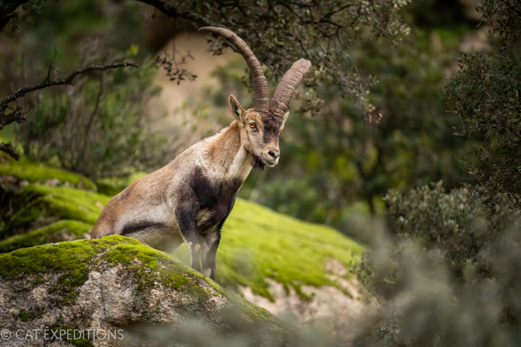 Iberian ibex male during our Iberian lynx photo tour in Spain 2024
