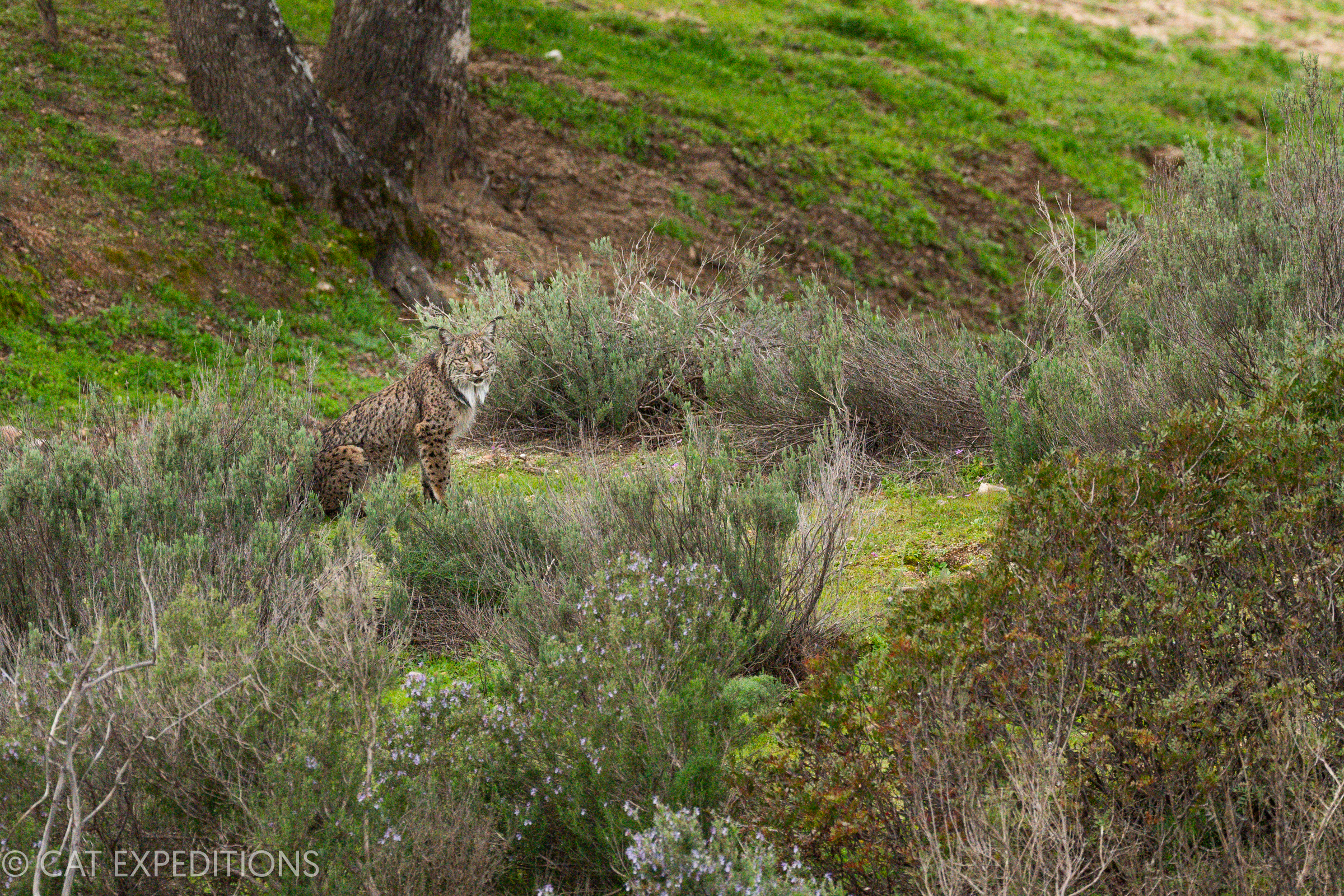 Featured image for “Iberian Lynx of Spain Photo Tour 2024 Trip Report”