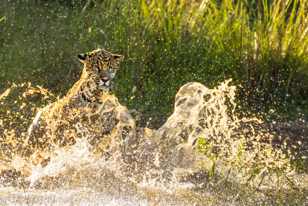 Jaguar juvenile female, named Jaci, trying to hunt a caiman, southern Pantanal, during our jaguar photo tour 2023.