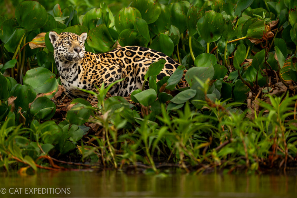 Jaguar female, named Ti, on riverbank during our jaguars of the Pantanal Photo Tour 2023