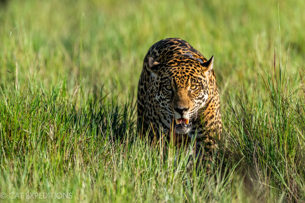 Jaguar male, southern Pantanal, during our jaguar photo tour 2023.