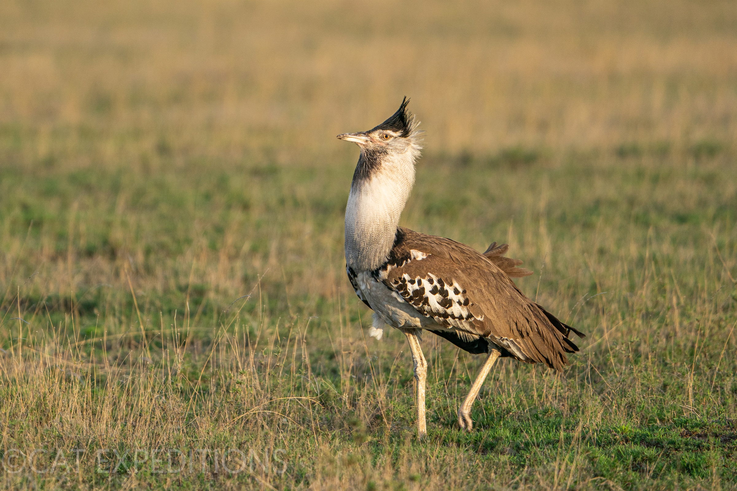 Kori Bustard in Serengeti, Tanzania
