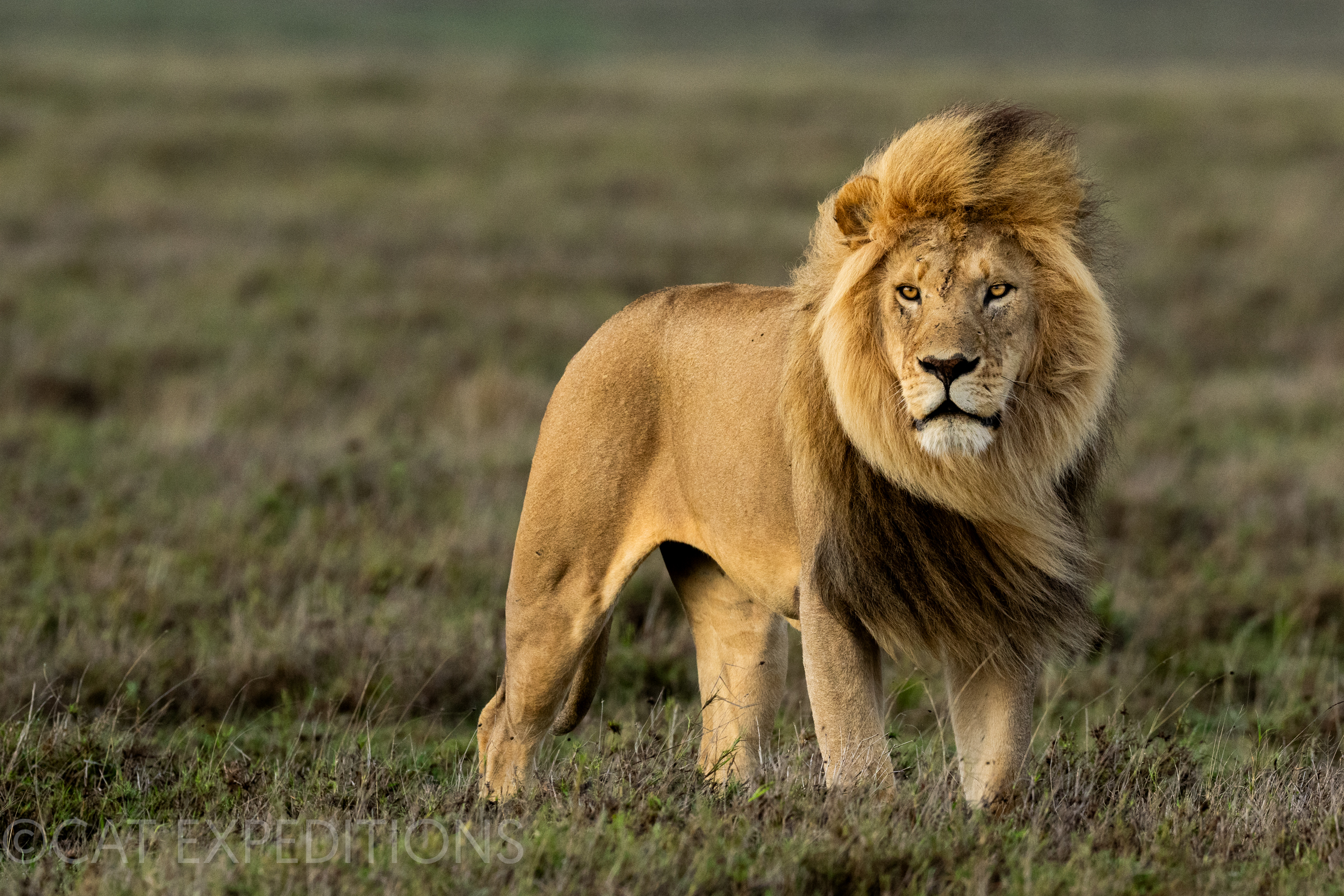 Lion Male in Serengeti, Tanzania