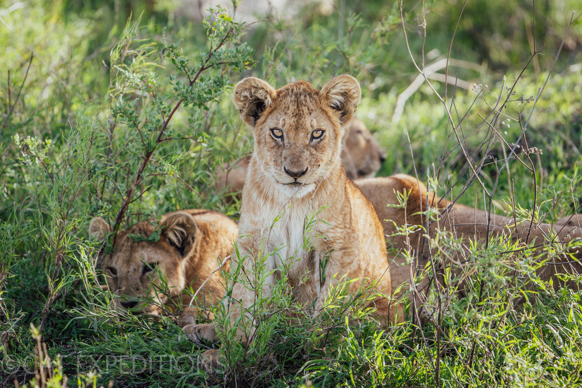 Lion cub in Serengeti, Tanzania