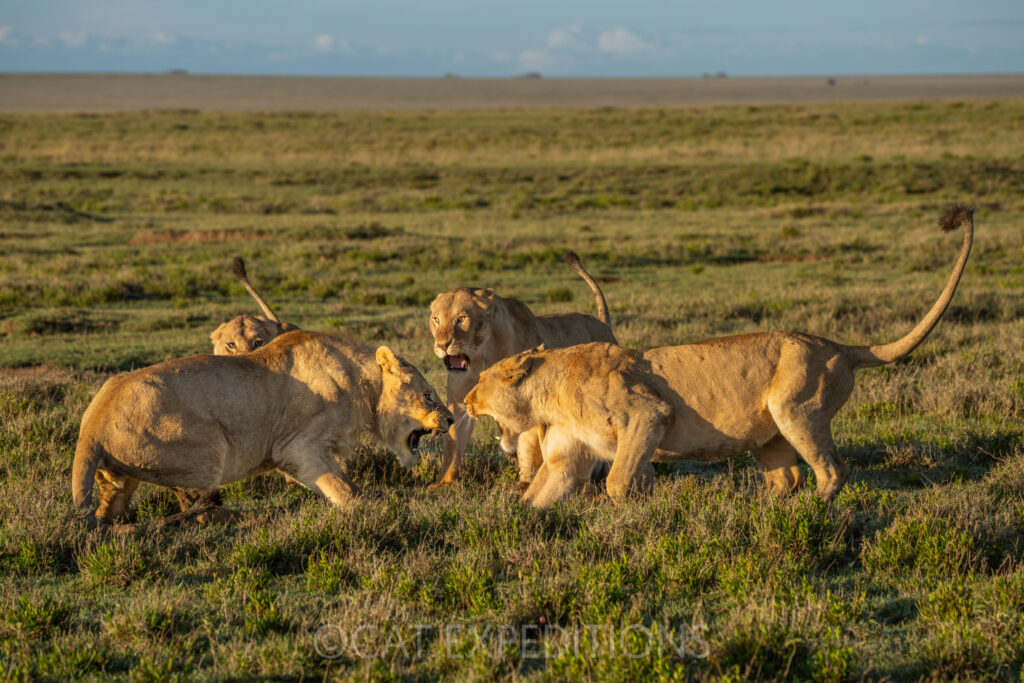 Female lions snarling and attacking male, telling him its time to leave the pride during our photo tour 2023