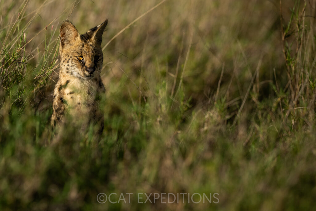Serval male in savanna habitat during our serval and caracal photo tour 2023