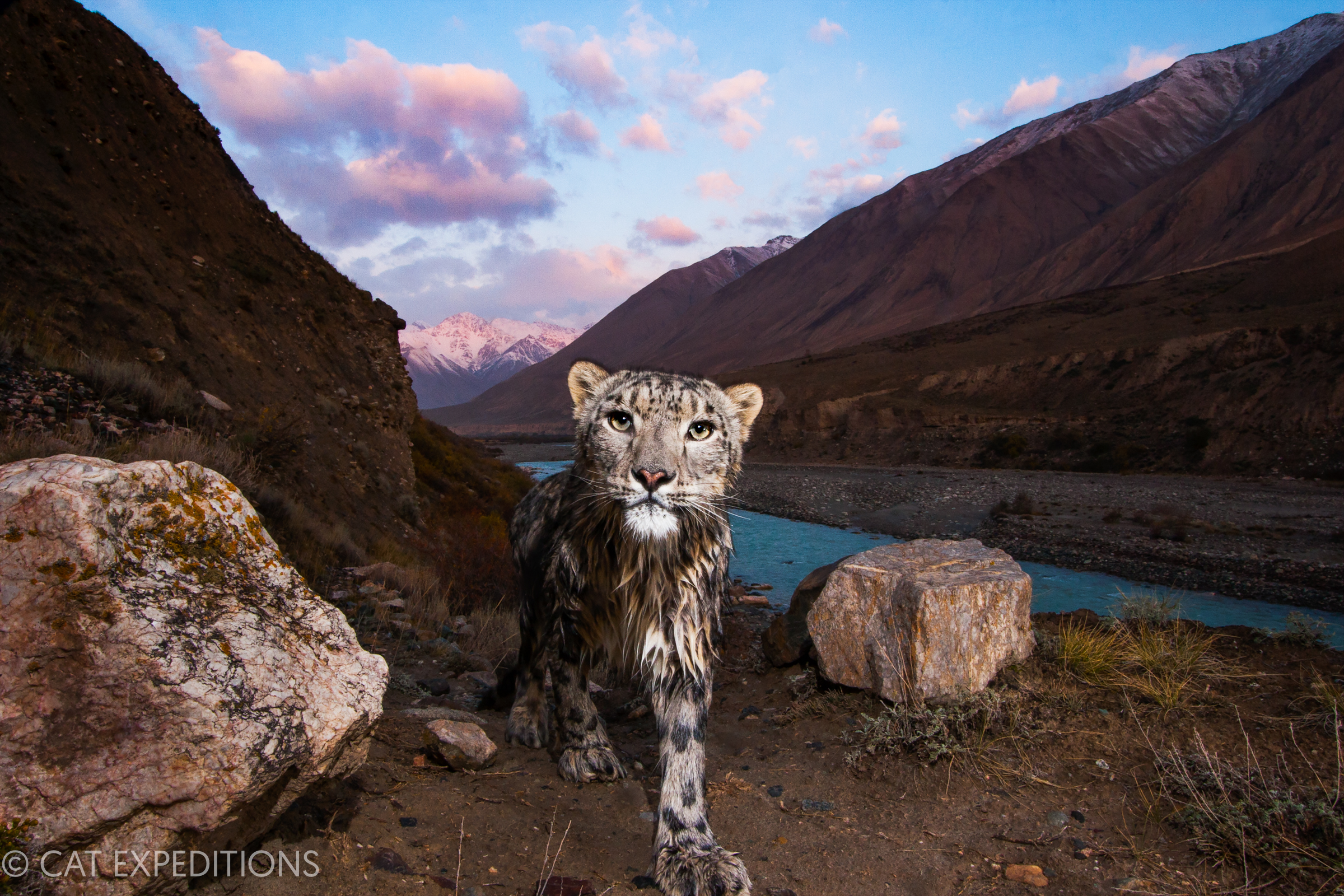 Snow Leopard (Panthera uncia) female, wet after having crossed river, in mountain valley, Uchkul River, Sarychat-Ertash Strict Nature Reserve, Tien Shan Mountains, eastern Kyrgyzstan