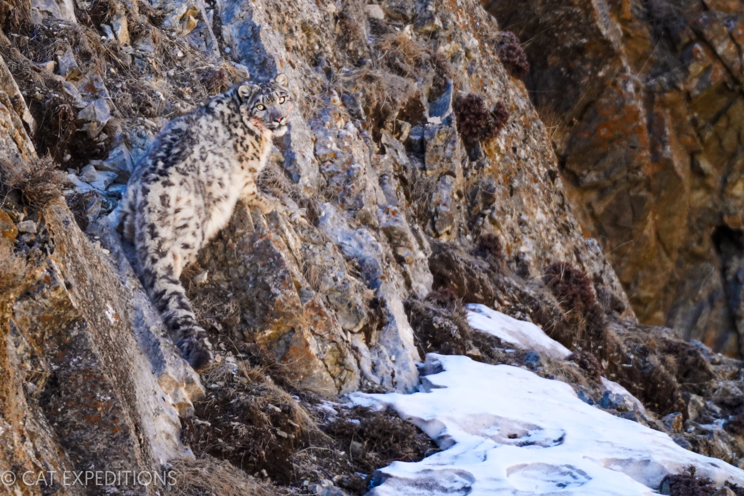 Snow leopards are independent of their mother around twenty months old, however they often still link up with their mothers, like this sub-adult male did, when she had caught a carcass.