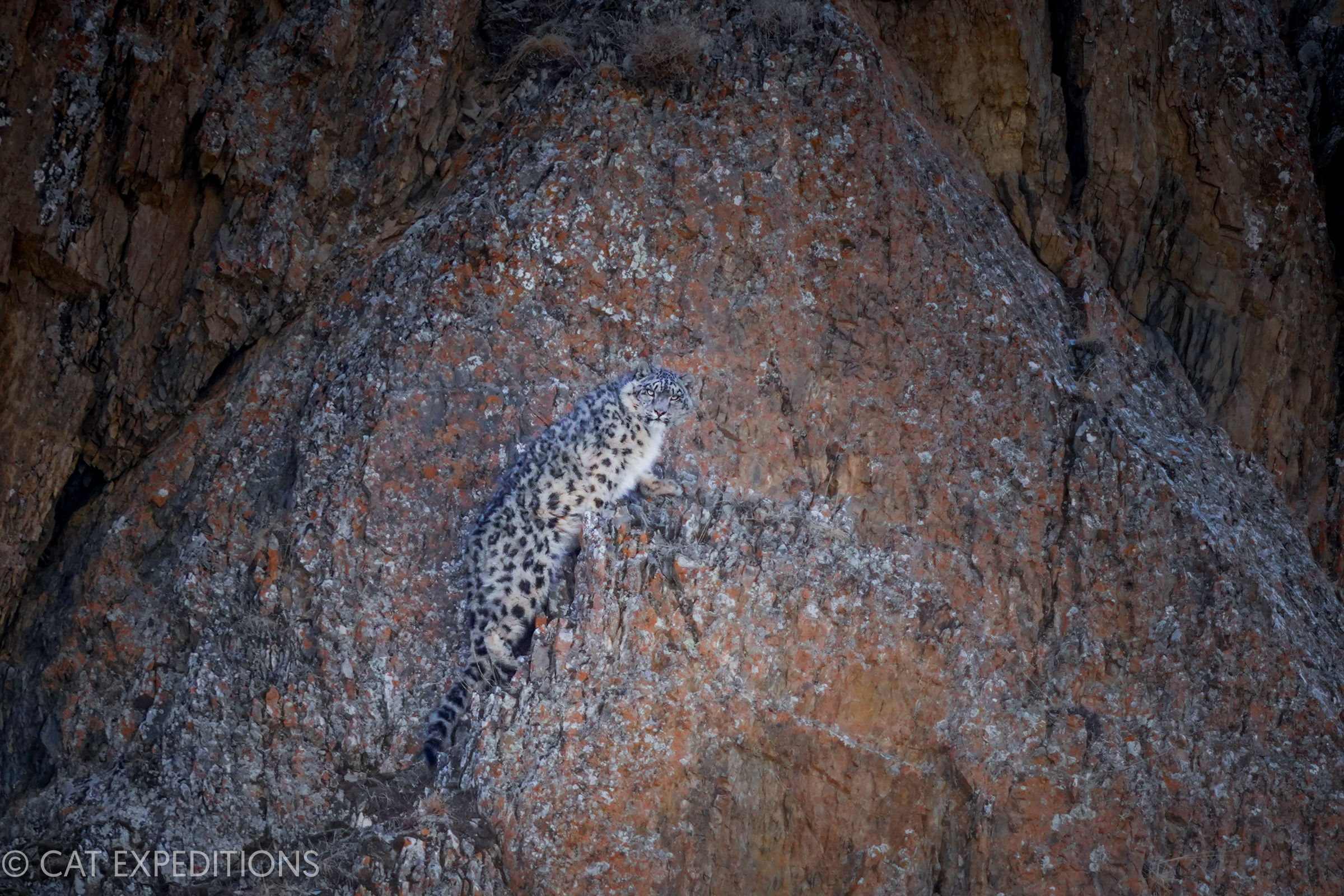 A sub-adult snow leopard climbs a small ledge effortlessly, partially due to its long tail. These cats perfectly camouflage into their mountain habitat, including the Altai mountains of western Mongolia where we hold out tour.