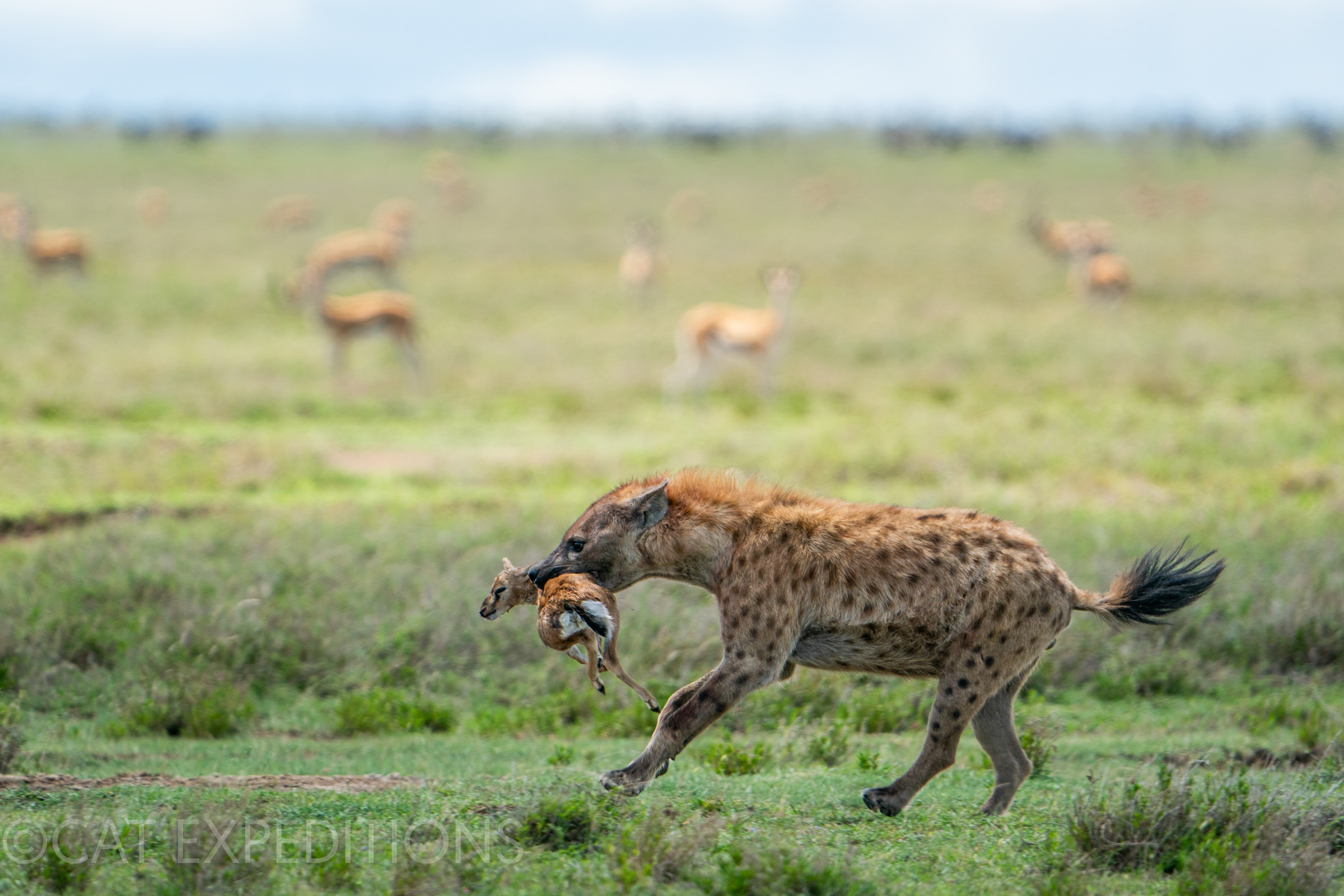 Spotted Hyena with Prey in Serengeti, Tanzania