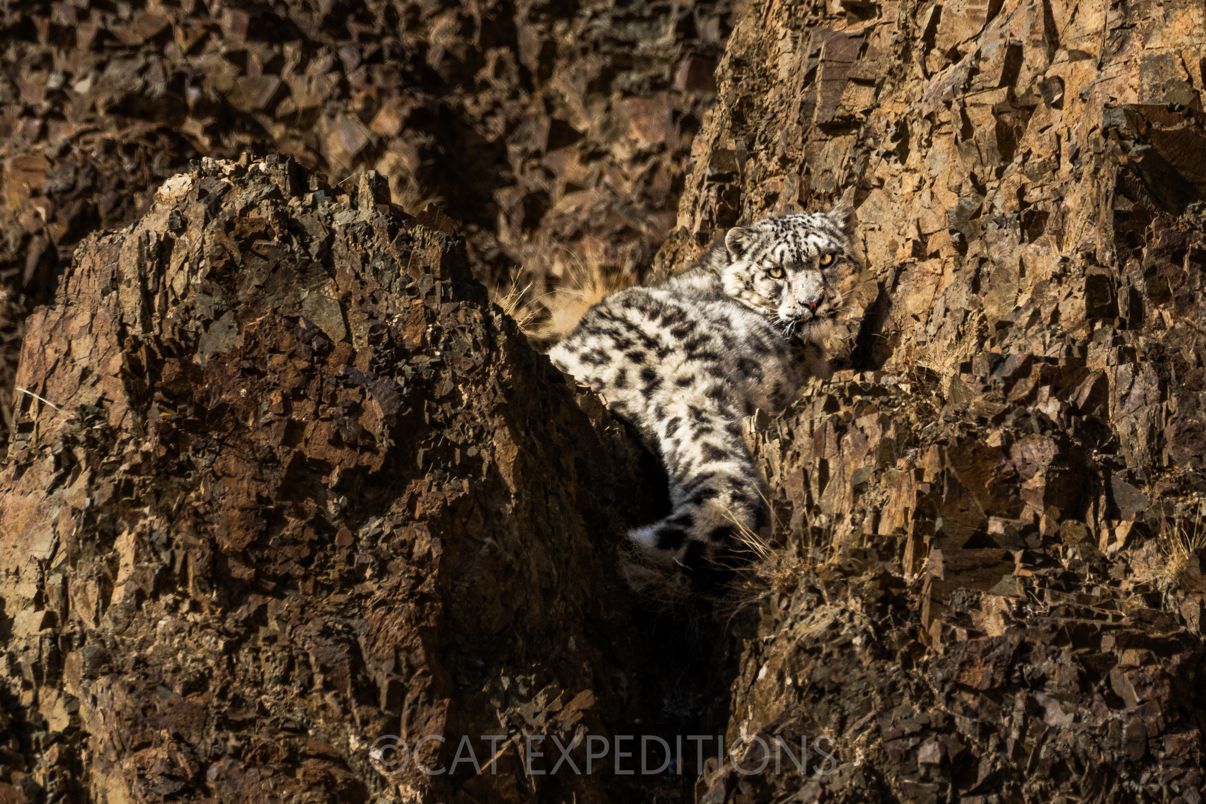 Featured image for “Snow Leopards of Mongolia Exploratory 2024 Trip Report”