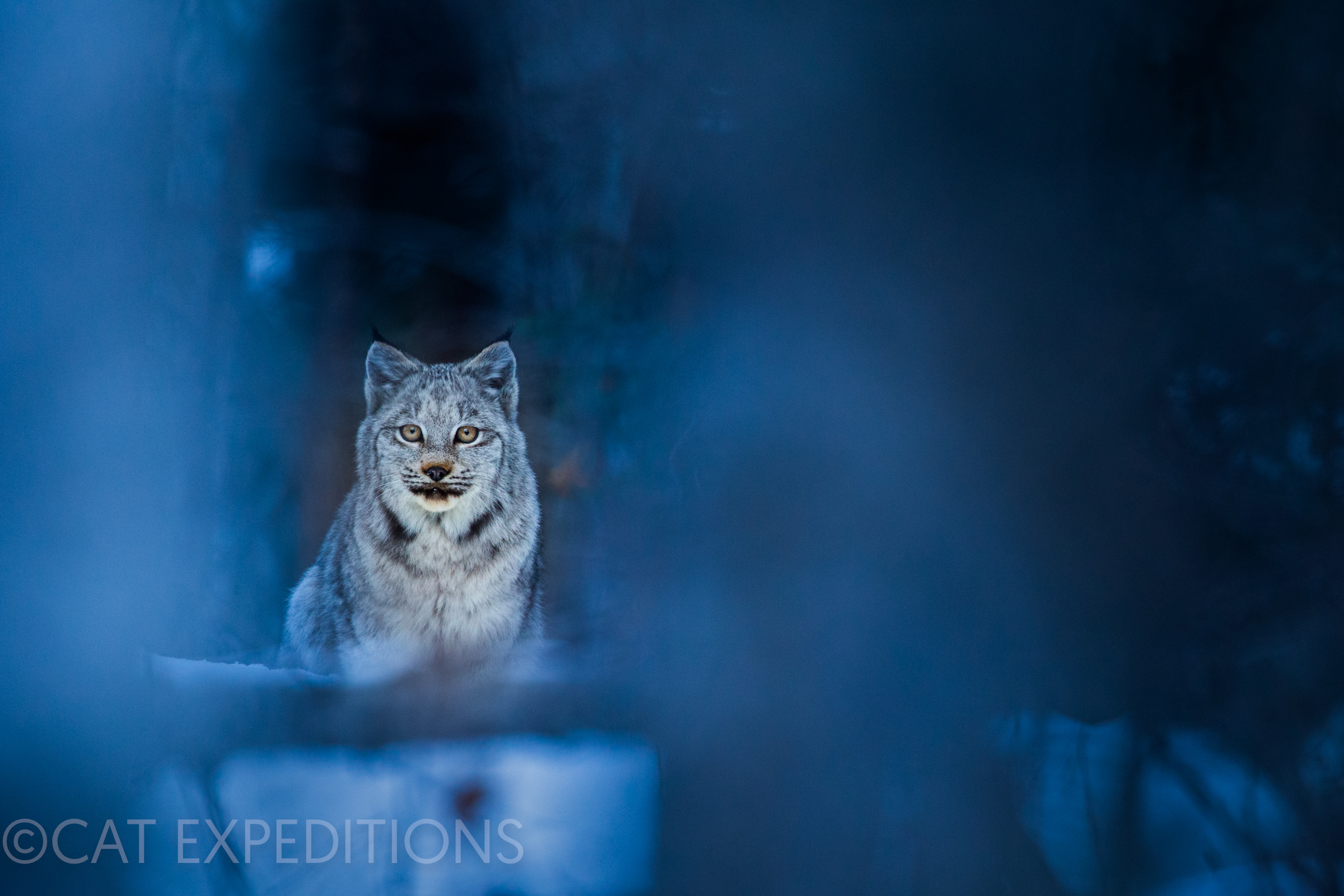 Canada Lynx kitten