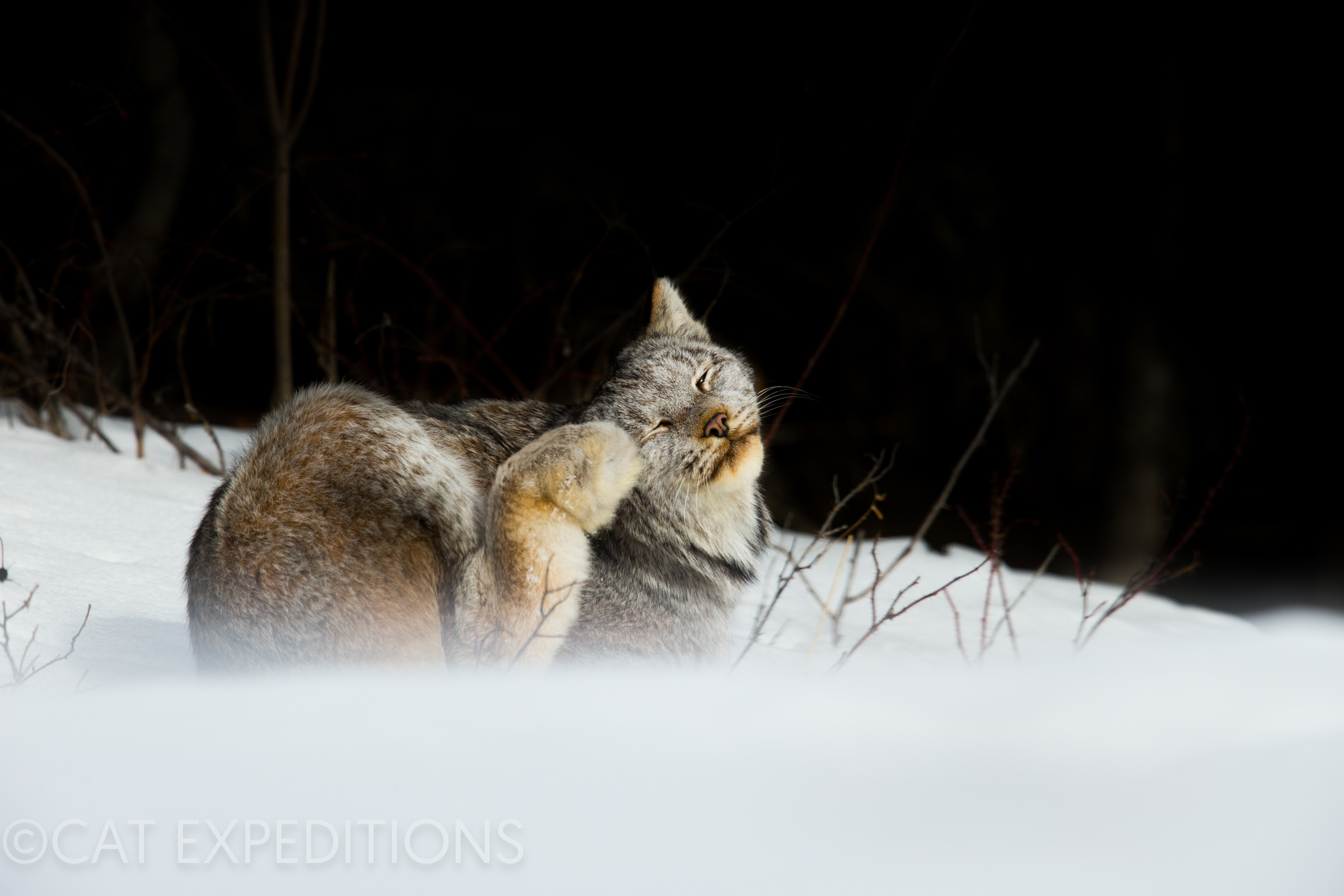 Canada lynx scratching itself