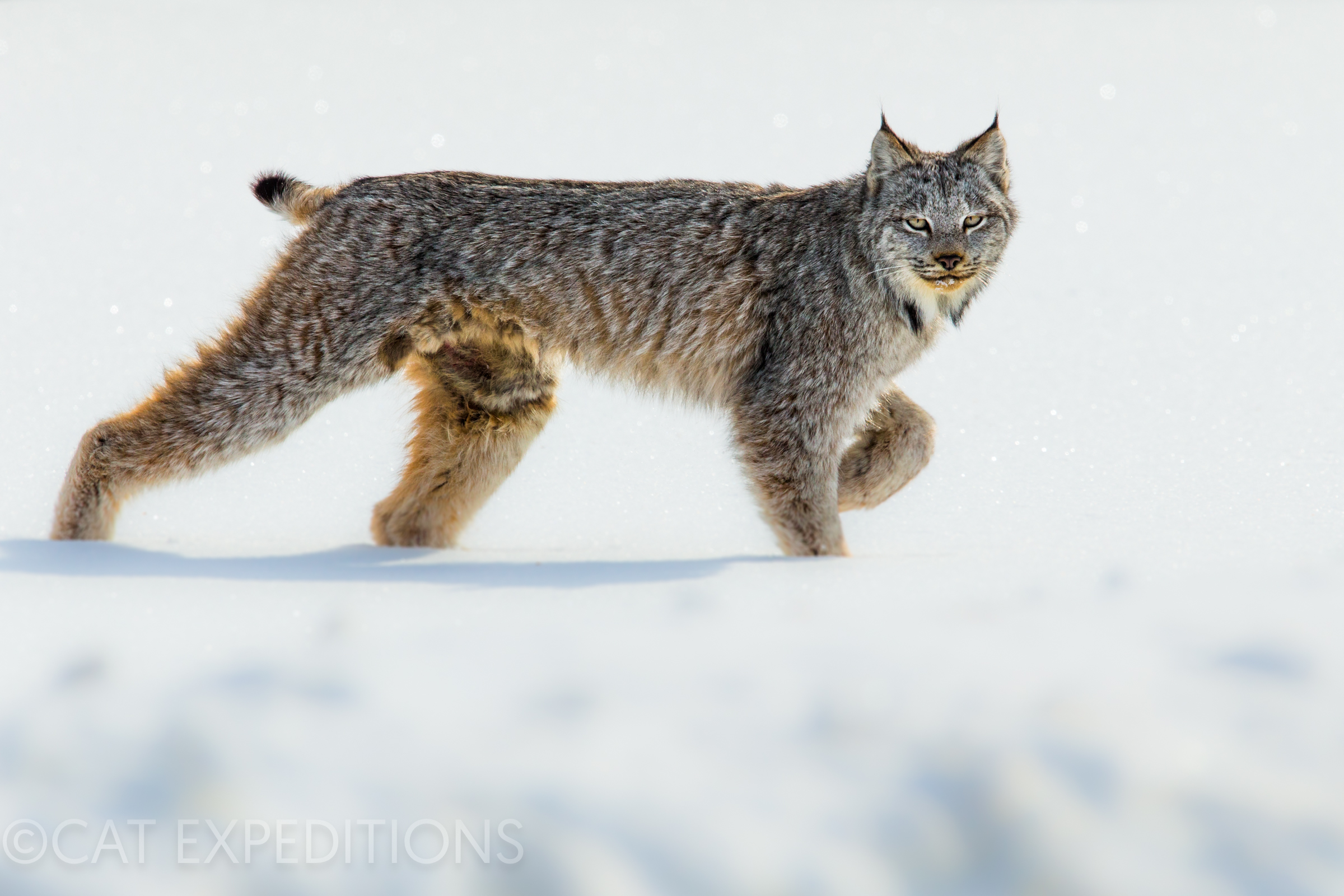 Canada Lynx walking over snow