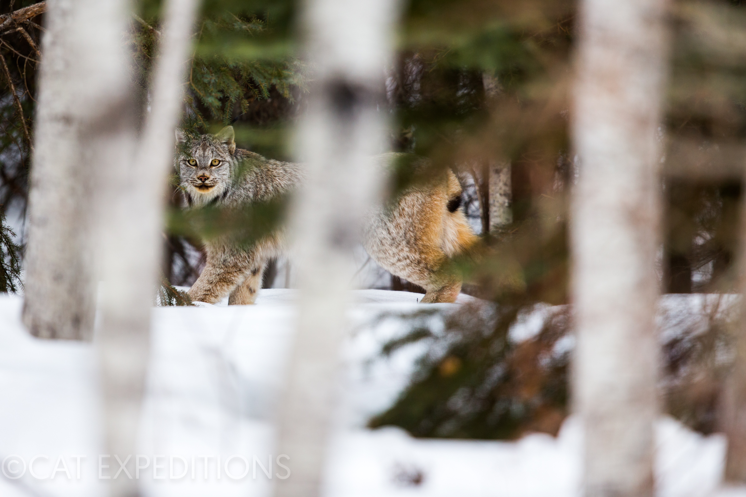 Canada Lynx  in boreal forest habitat