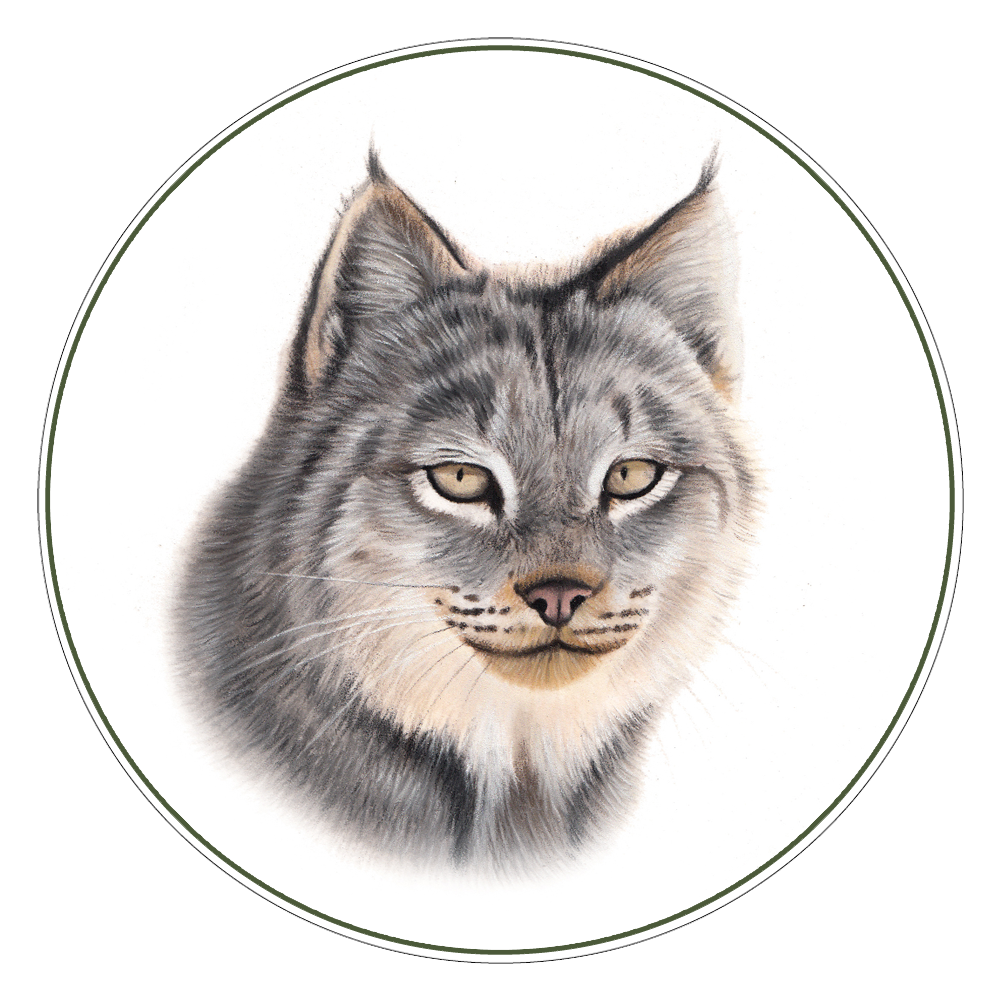 Canada Lynx Illustration