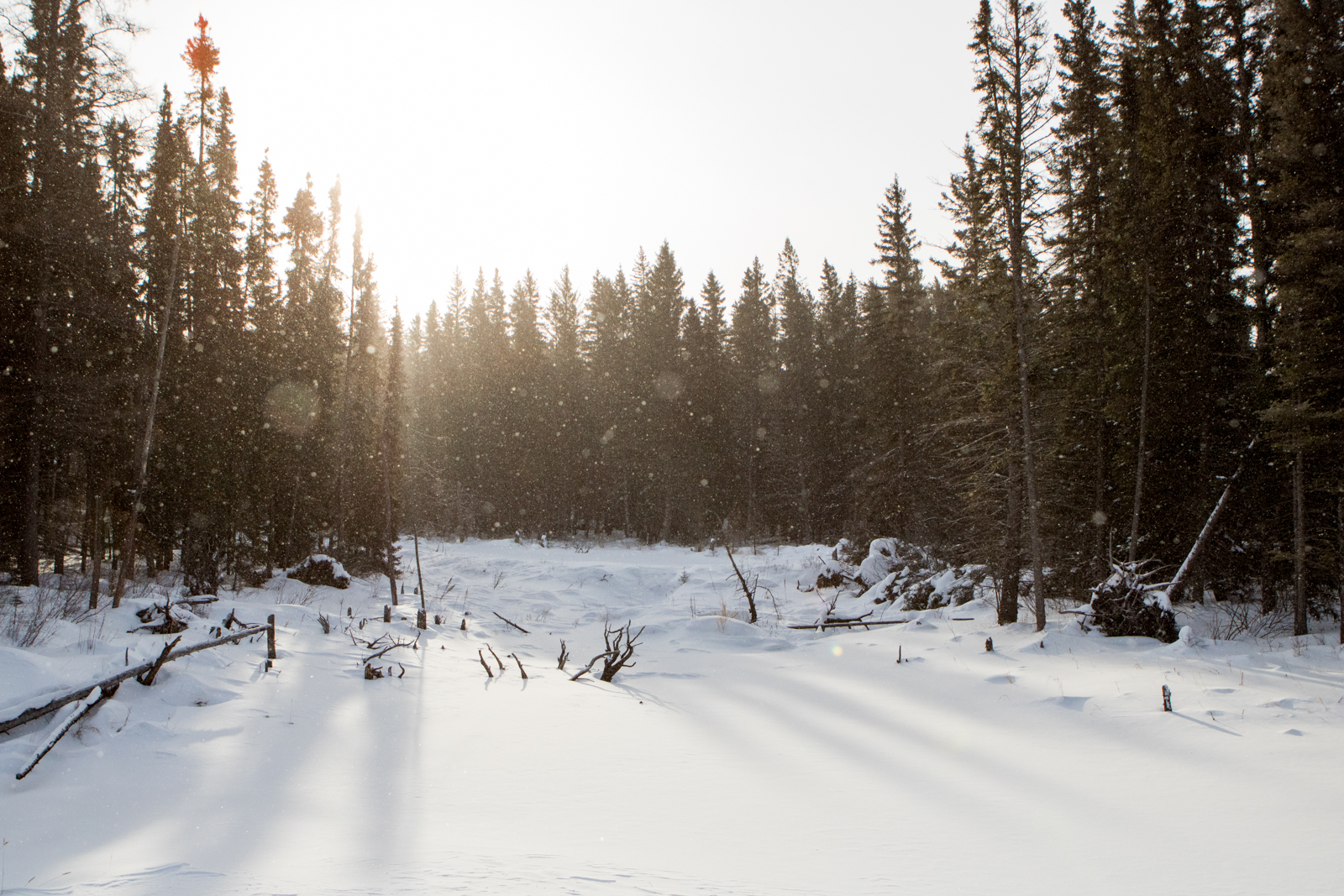 Snowfall in boreal forest in winter