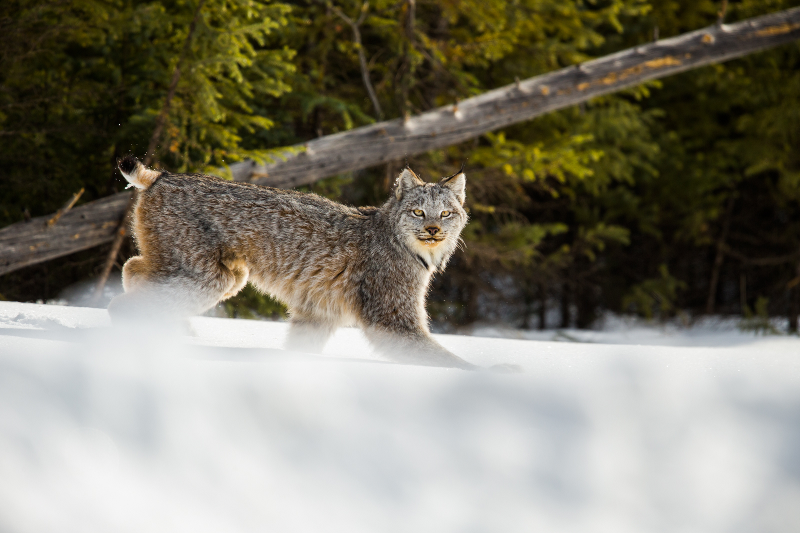 Bobcats of California Photo Tour Participant Laughing