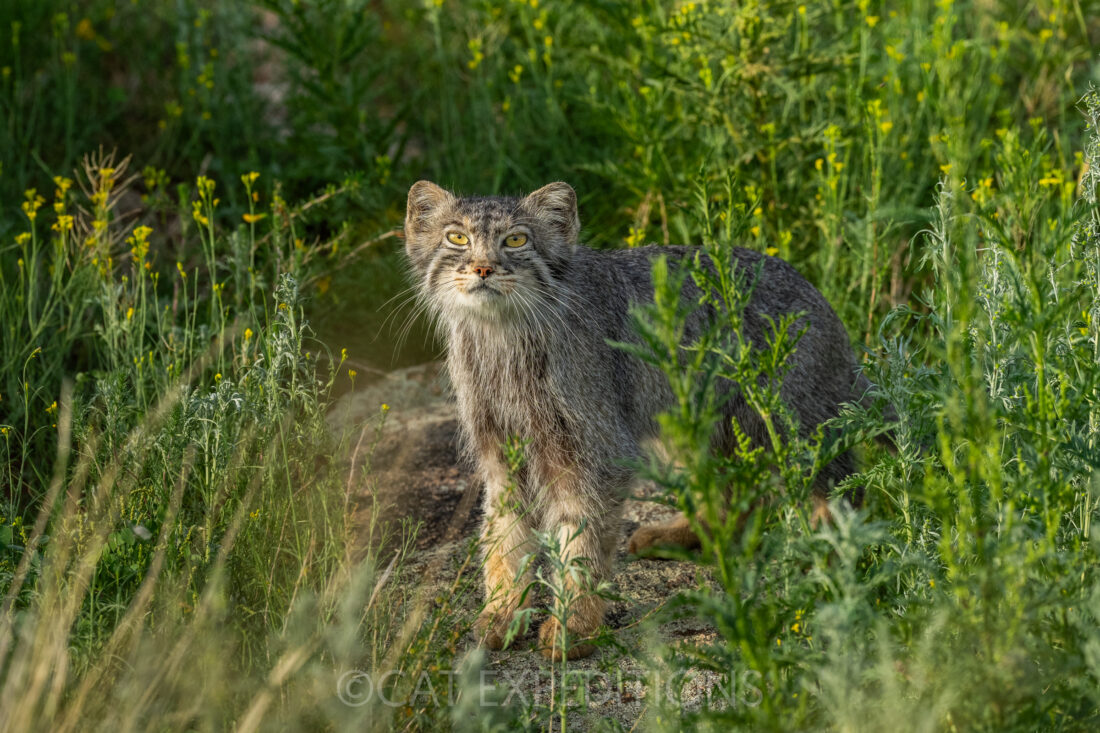 Manul of Mongolia Photo Tour 2024 Trip Report | Cat Expeditions ...