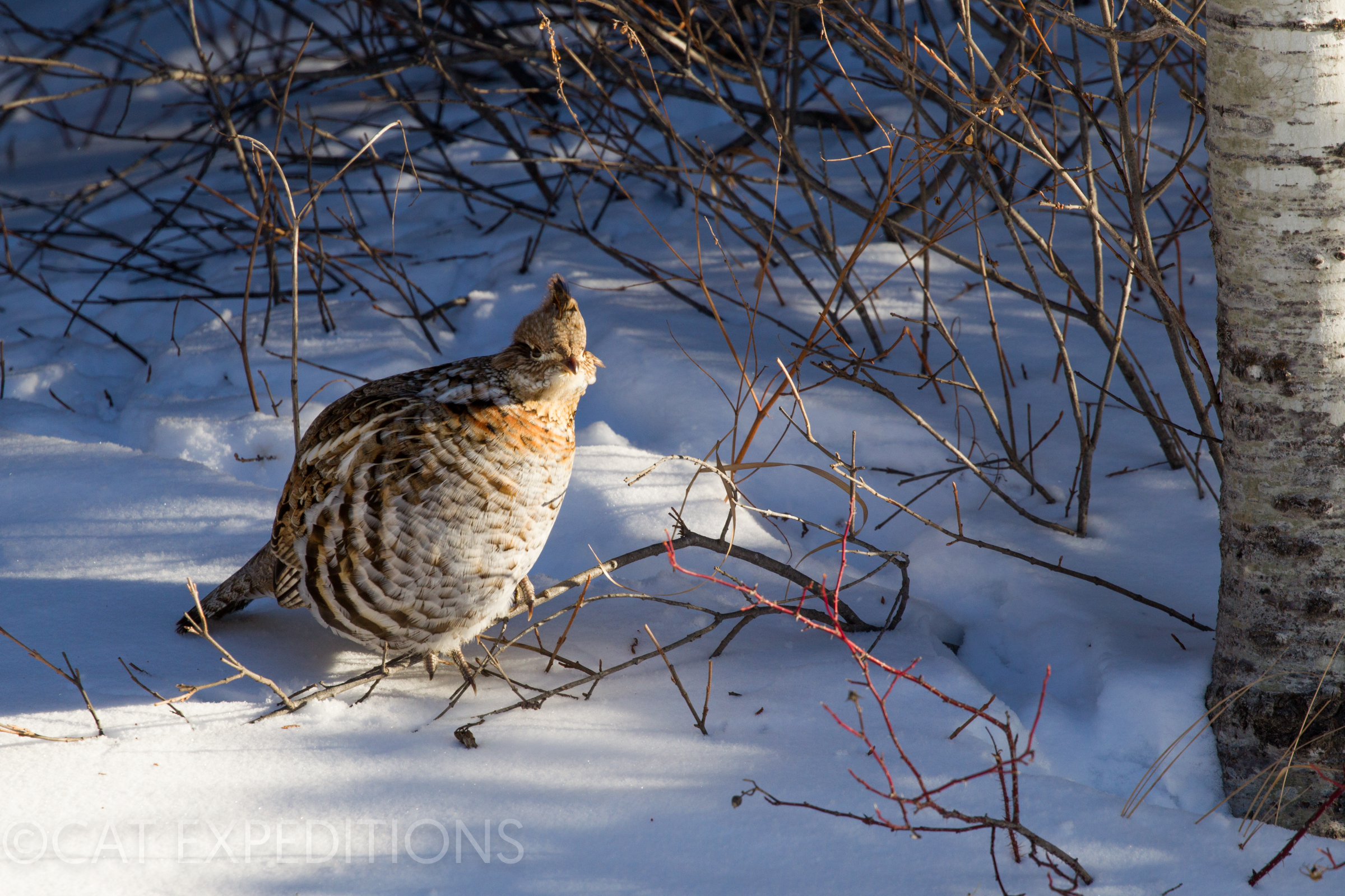 Ruffed Grouse