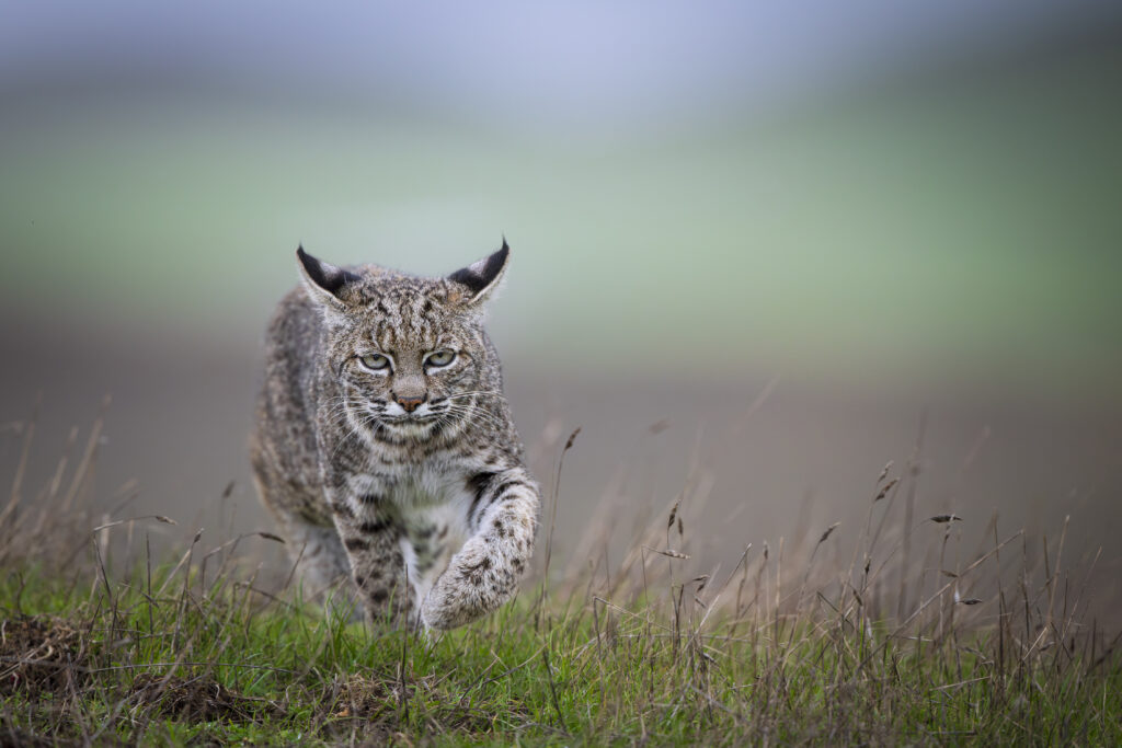 Female bobcat photographed during Cat Expedition's bobcats of California photo tour 2024. Photo by Yiwen Jerry Zhang.