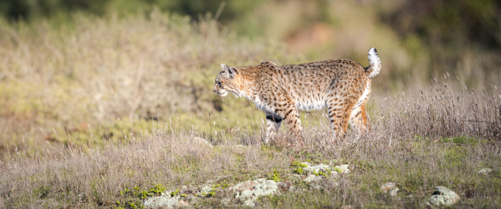 Male bobcat photographed during Cat Expedition's bobcats of California photo tour 2024. Photo by Yiwen Jerry Zhang.