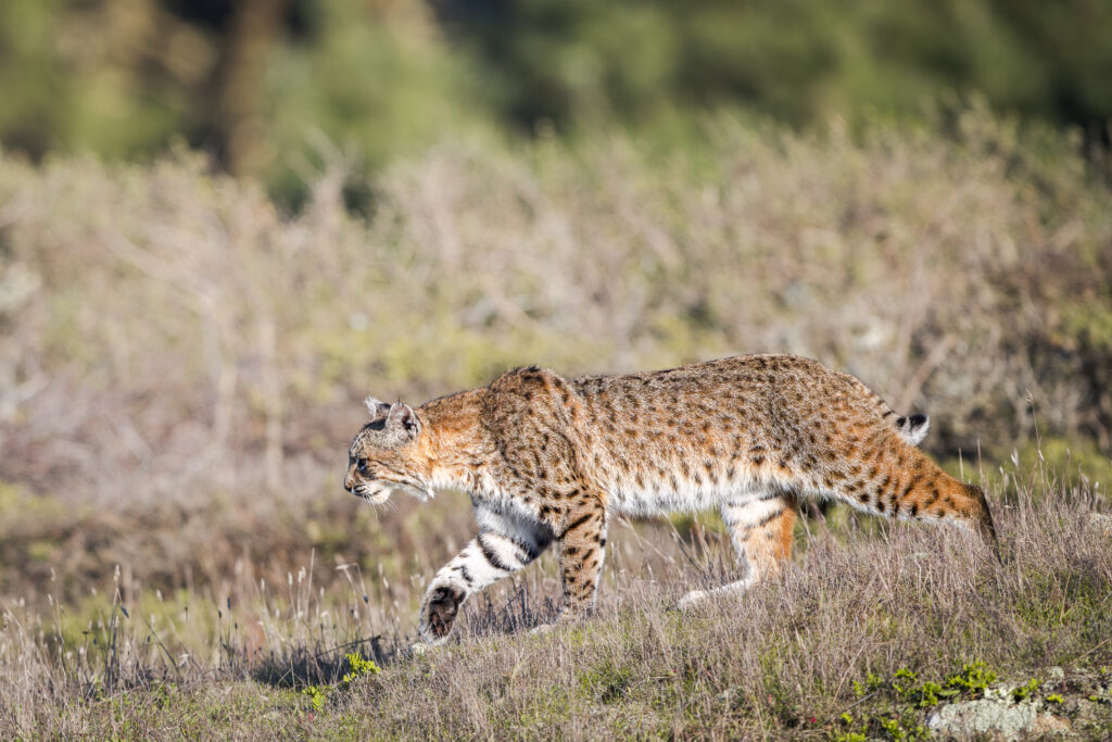 Male bobcat photographed during Cat Expedition's bobcats of California photo tour 2024. Photo by Yiwen Jerry Zhang.