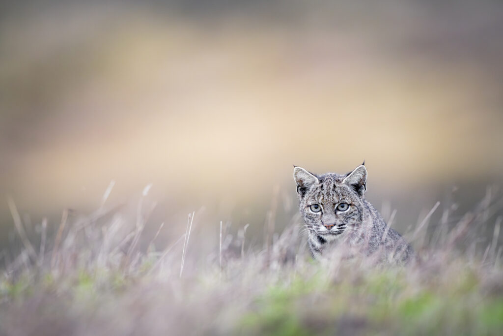 Bobcat photographed during Cat Expedition's bobcats of California photo tour 2024. Photo by Yiwen Jerry Zhang.
