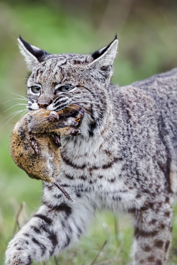 Female bobcat with gopher prey, photographed during Cat Expedition's bobcats of California photo tour 2024. Photo by Yiwen Jerry Zhang.