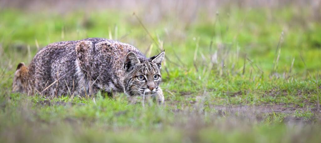Female bobcat hunting, photographed during Cat Expedition's bobcats of California photo tour 2024. Photo by Yiwen Jerry Zhang.