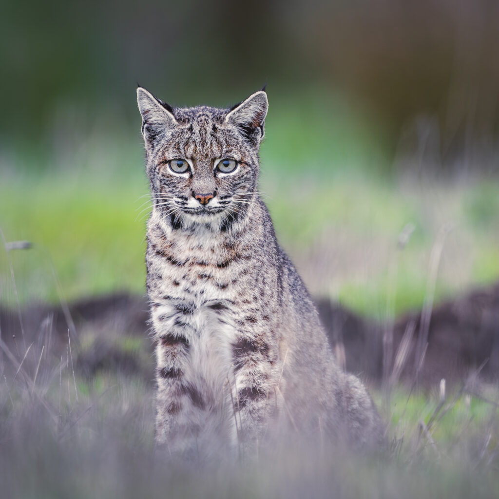 Female bobcat photographed during Cat Expedition's bobcats of California photo tour 2024. Photo by Yiwen Jerry Zhang.