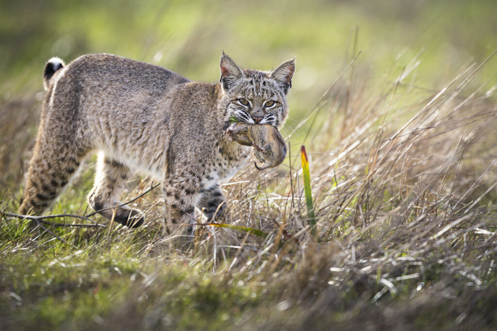 Female bobcat with gopher prey, photographed during Cat Expedition's bobcats of California photo tour 2024. Photo by Yiwen Jerry Zhang.