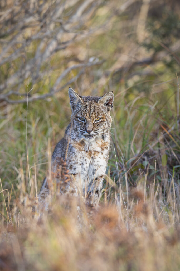 Female bobcat photographed during Cat Expedition's bobcats of California photo tour 2024. Photo by Yiwen Jerry Zhang.
