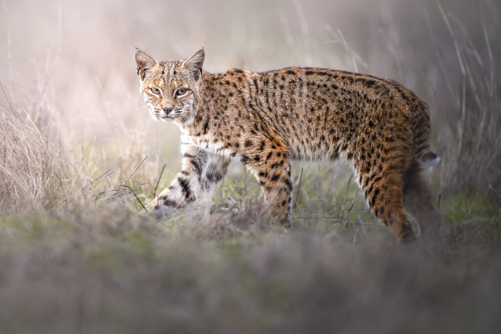Female bobcat photographed during Cat Expedition's bobcats of California photo tour 2024. Photo by Yiwen Jerry Zhang.