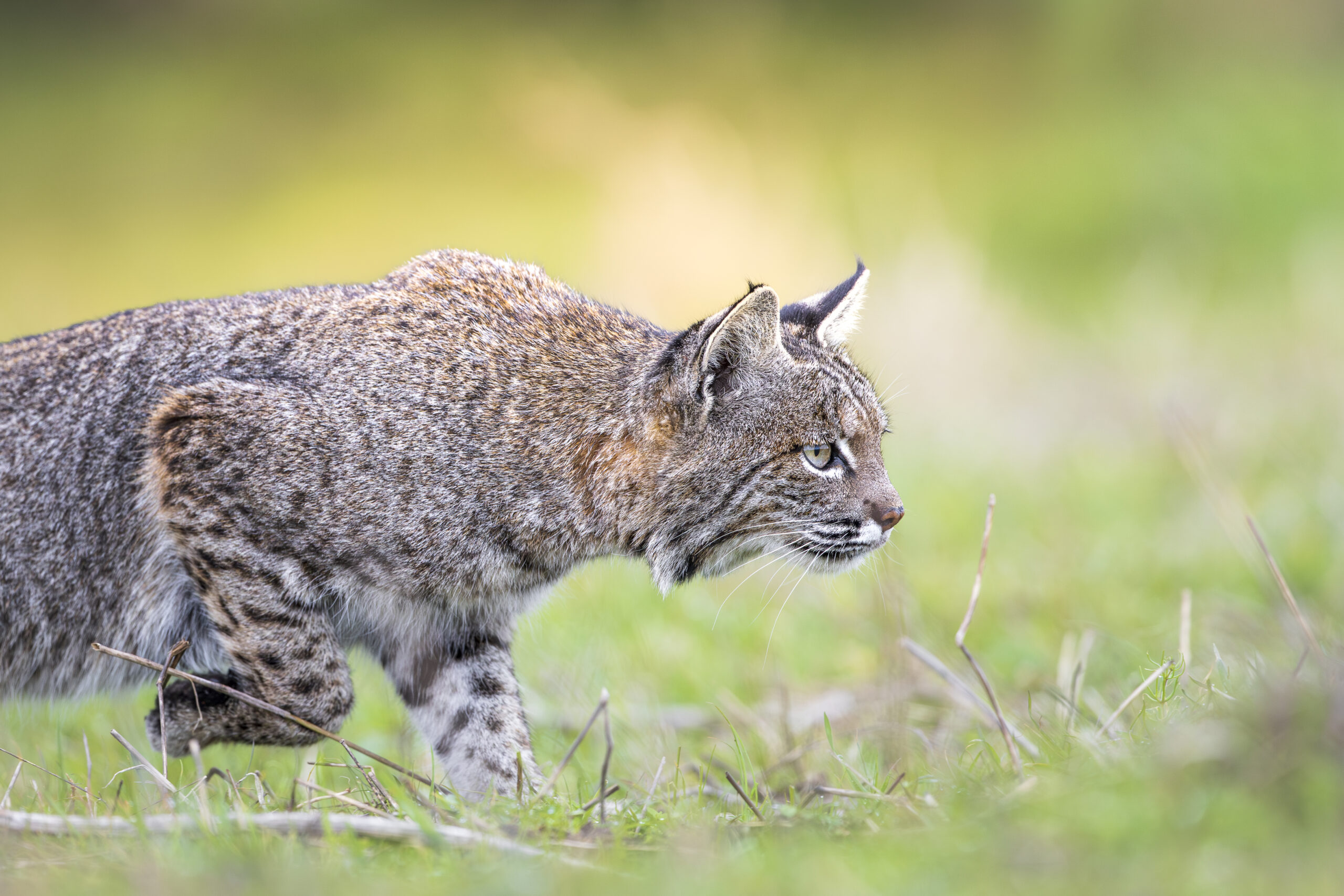Featured image for “Guest Post: Bobcats of California 2024”