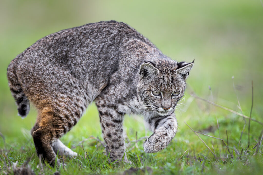 Female bobcat hunting, photographed during Cat Expedition's bobcats of California photo tour 2024. Photo by Yiwen Jerry Zhang.