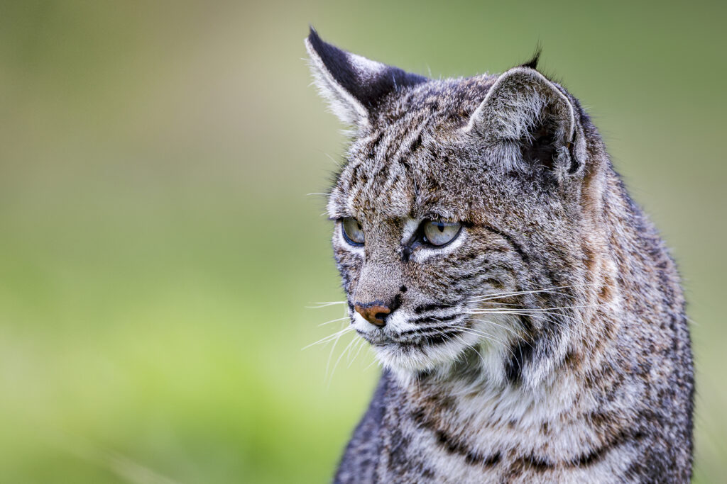 Female bobcat photographed during Cat Expedition's bobcats of California photo tour 2024. Photo by Yiwen Jerry Zhang.
