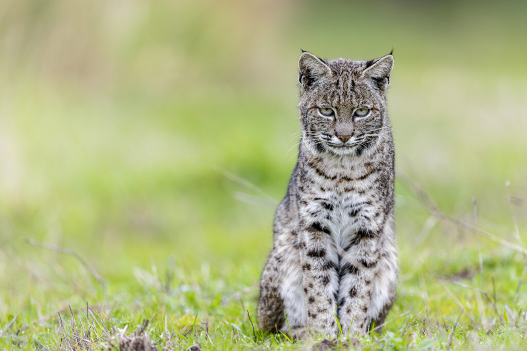 Female bobcat photographed during Cat Expedition's bobcats of California photo tour 2024. Photo by Yiwen Jerry Zhang.