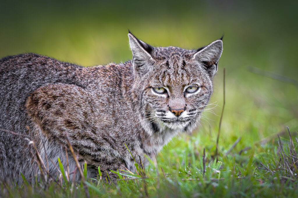Female bobcat photographed during Cat Expedition's bobcats of California photo tour 2024. Photo by Yiwen Jerry Zhang.