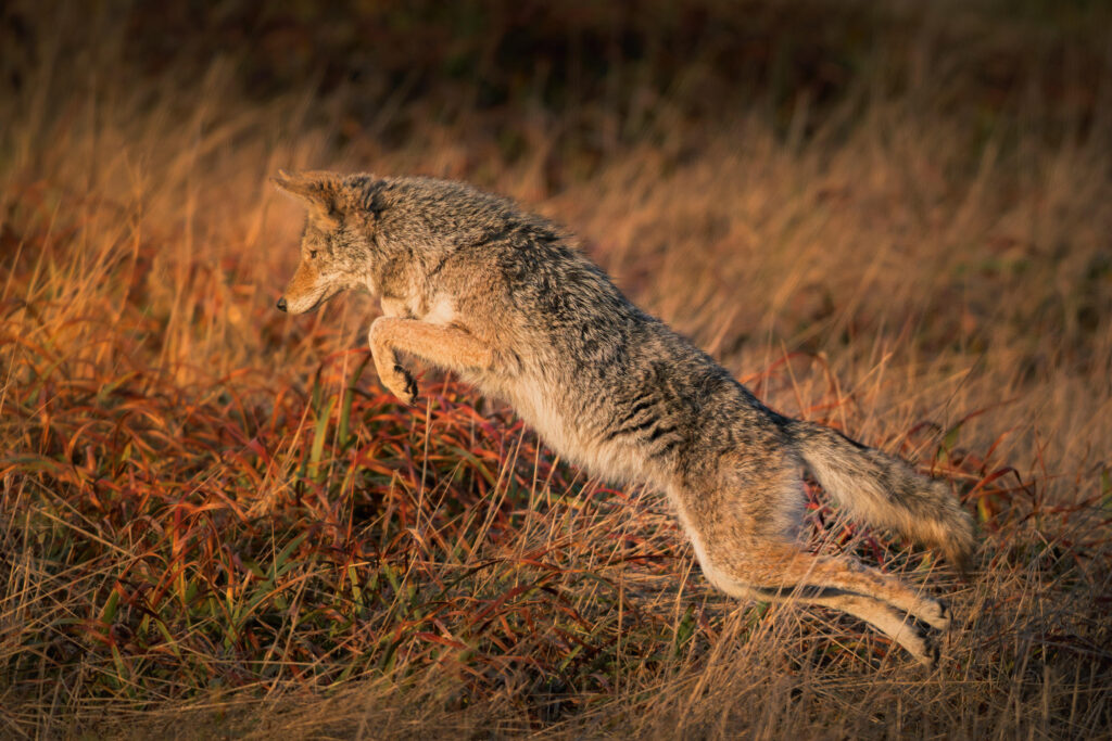 Coyote hunting in California