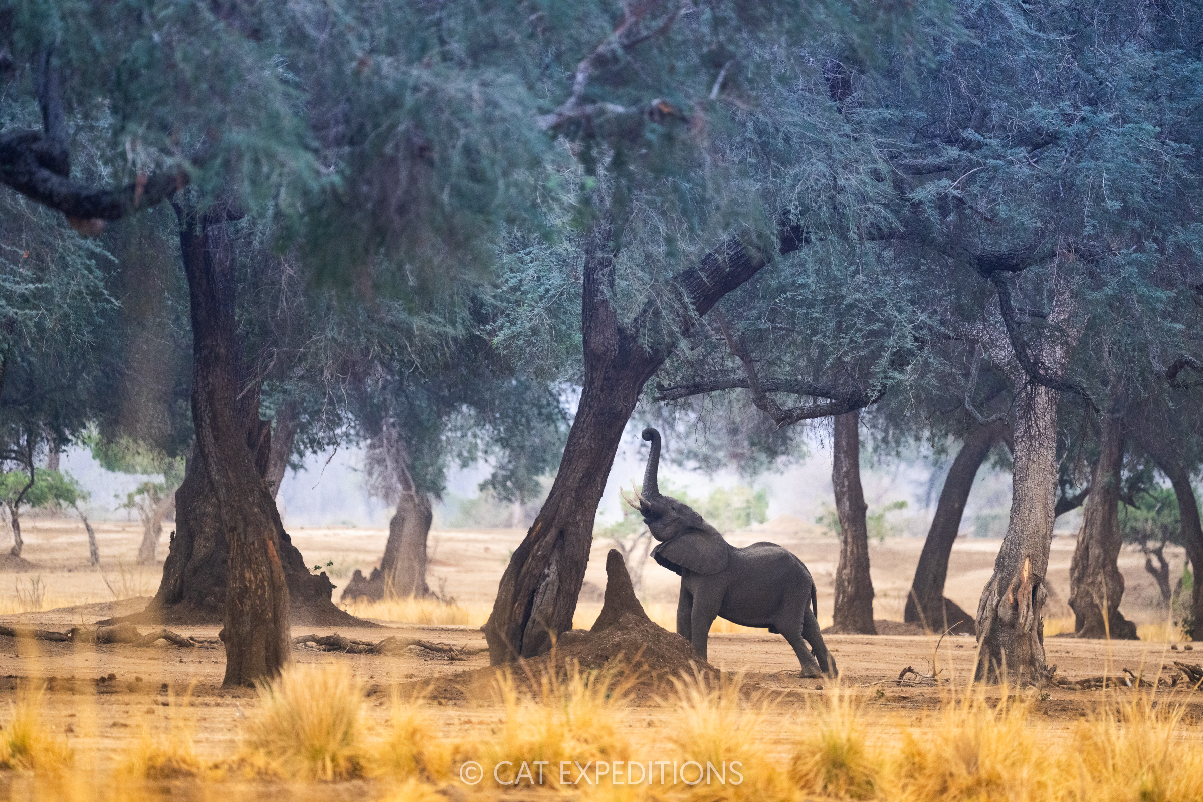 African elephant bull browsing in winterthorn acacia forest, taken during our Classic Safari in Zambia Photo Tour 2024